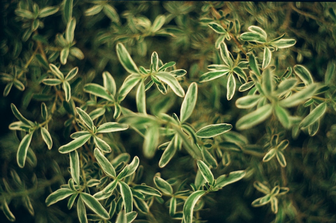 Photo Tissue regeneration herbs