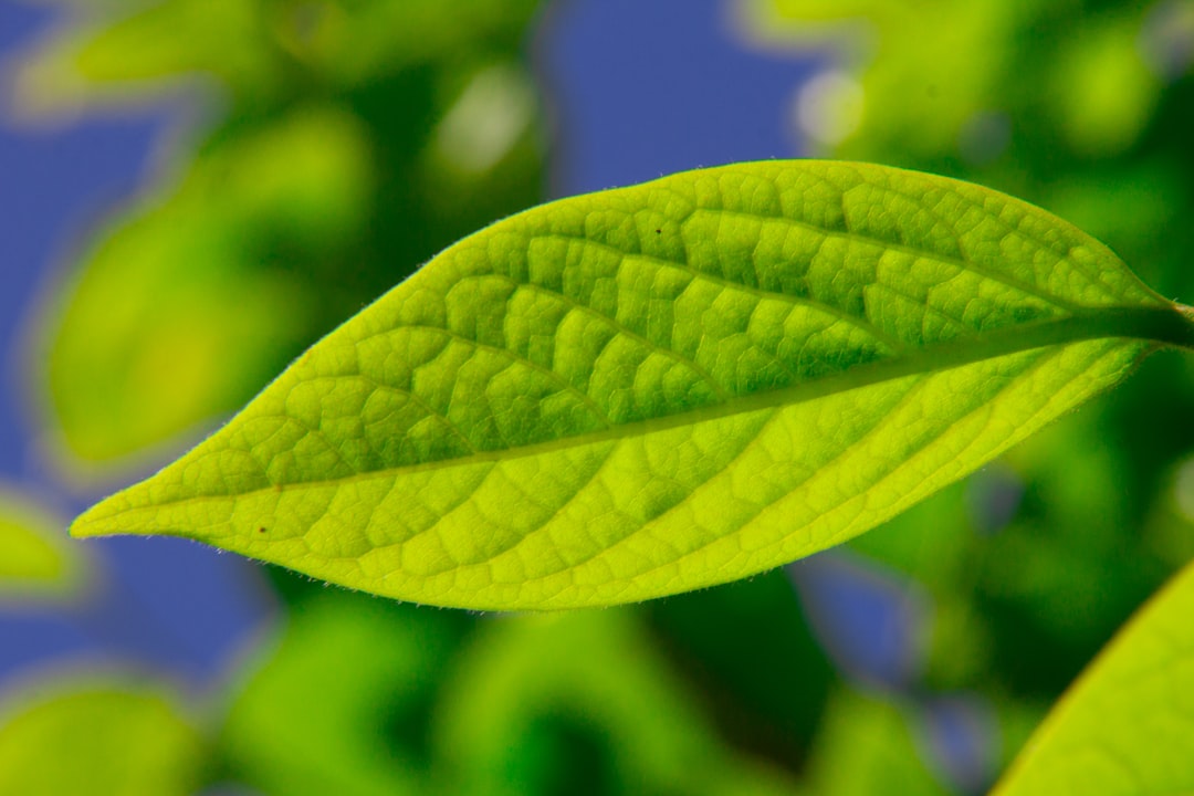 Photo plant-based nutraceuticals